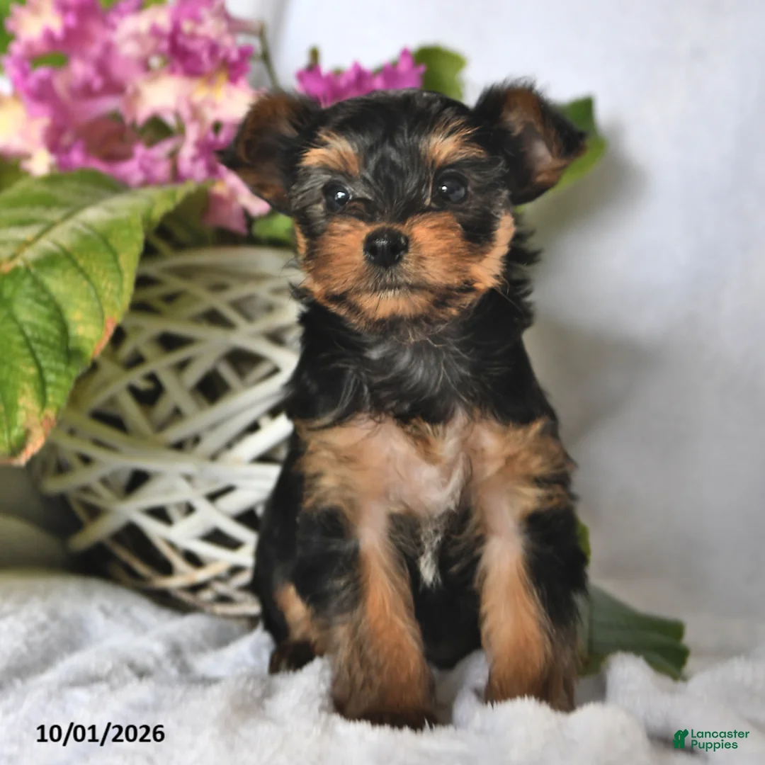 Yorkshire Terrier dogs for sale: Twilight - Ad 1