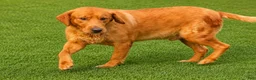 Golden Retriever dogs for sale: Ezekiel 🐶 - Ad 7