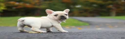 French Bulldog dogs for sale: Aspen - Ad 3