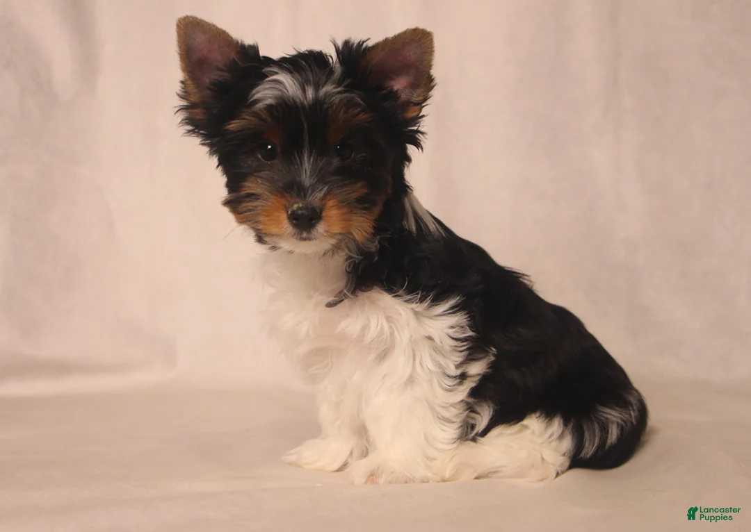 Biewer Terrier dogs for sale: Tinker - Ad 3