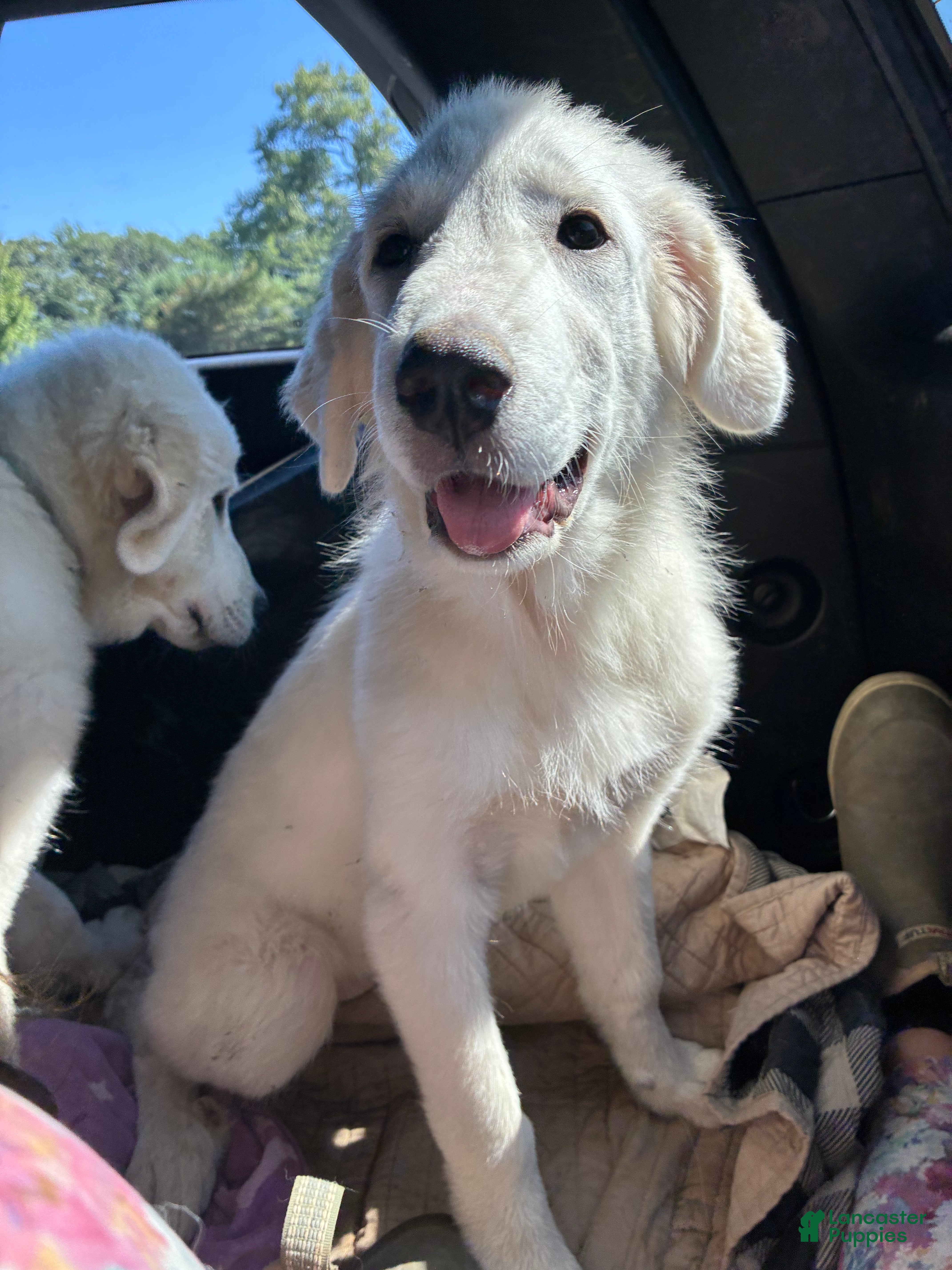 Great Pyrenees dogs Great Pyrenees Female aka Ginger - Ad 4