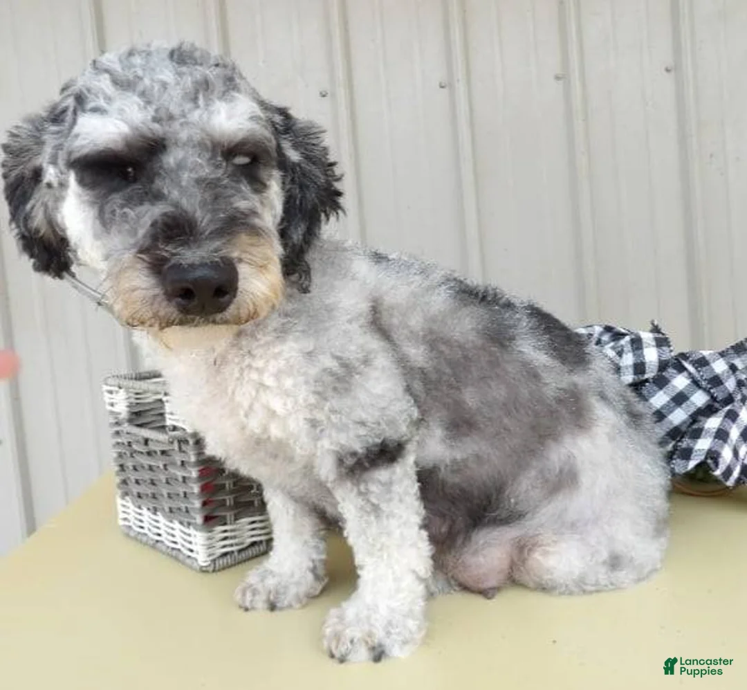 Mini Bernedoodle dogs for sale: Dallas - Ad 14