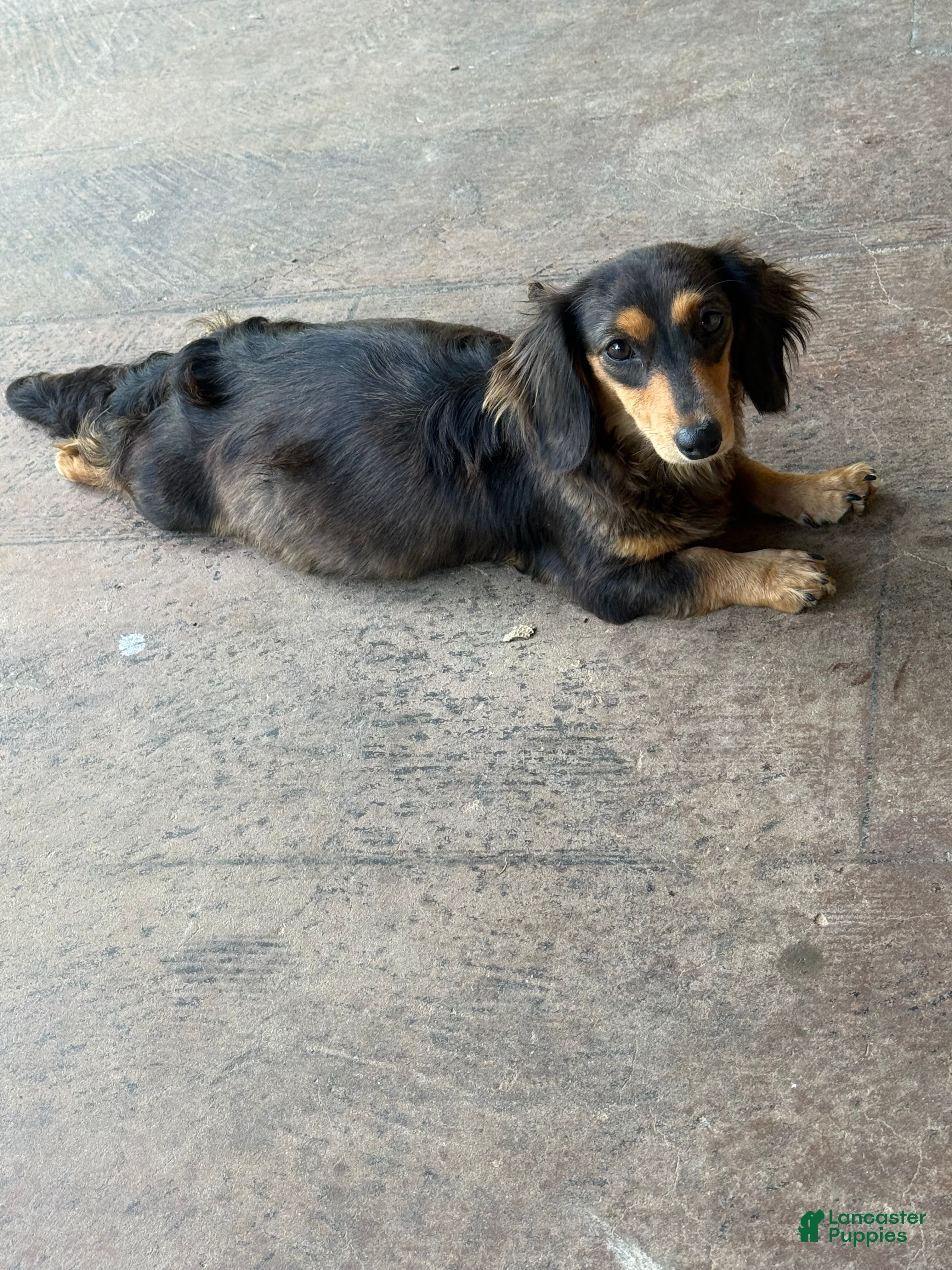 Miniature Dachshund dogs Miniature Dachshund 4 - Ad 2