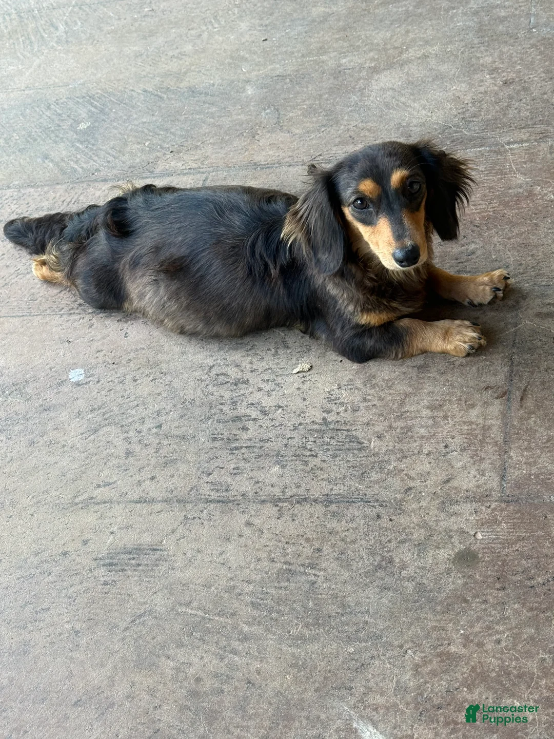 Miniature Dachshund dogs for sale: Caroline  - Ad 2