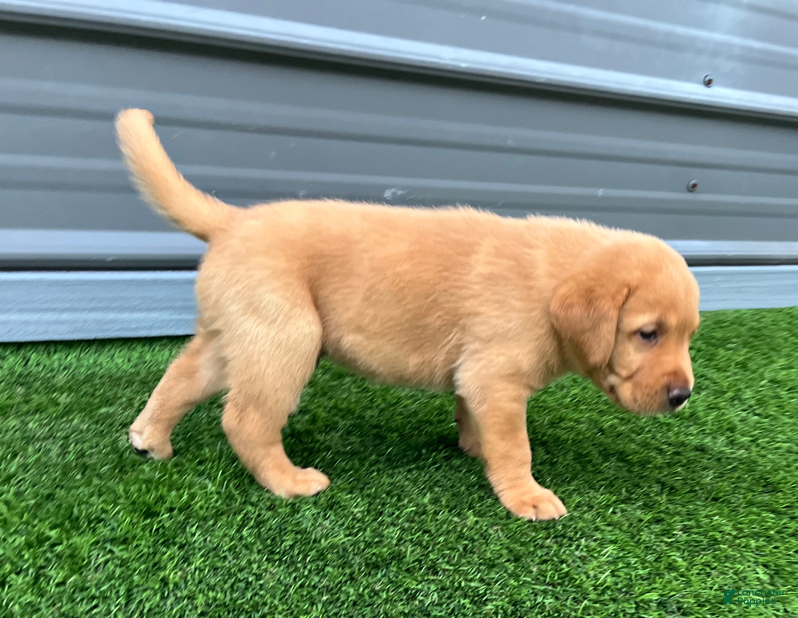 Labrador Retriever dogs for sale: Brioche Yell Male - Ad 2