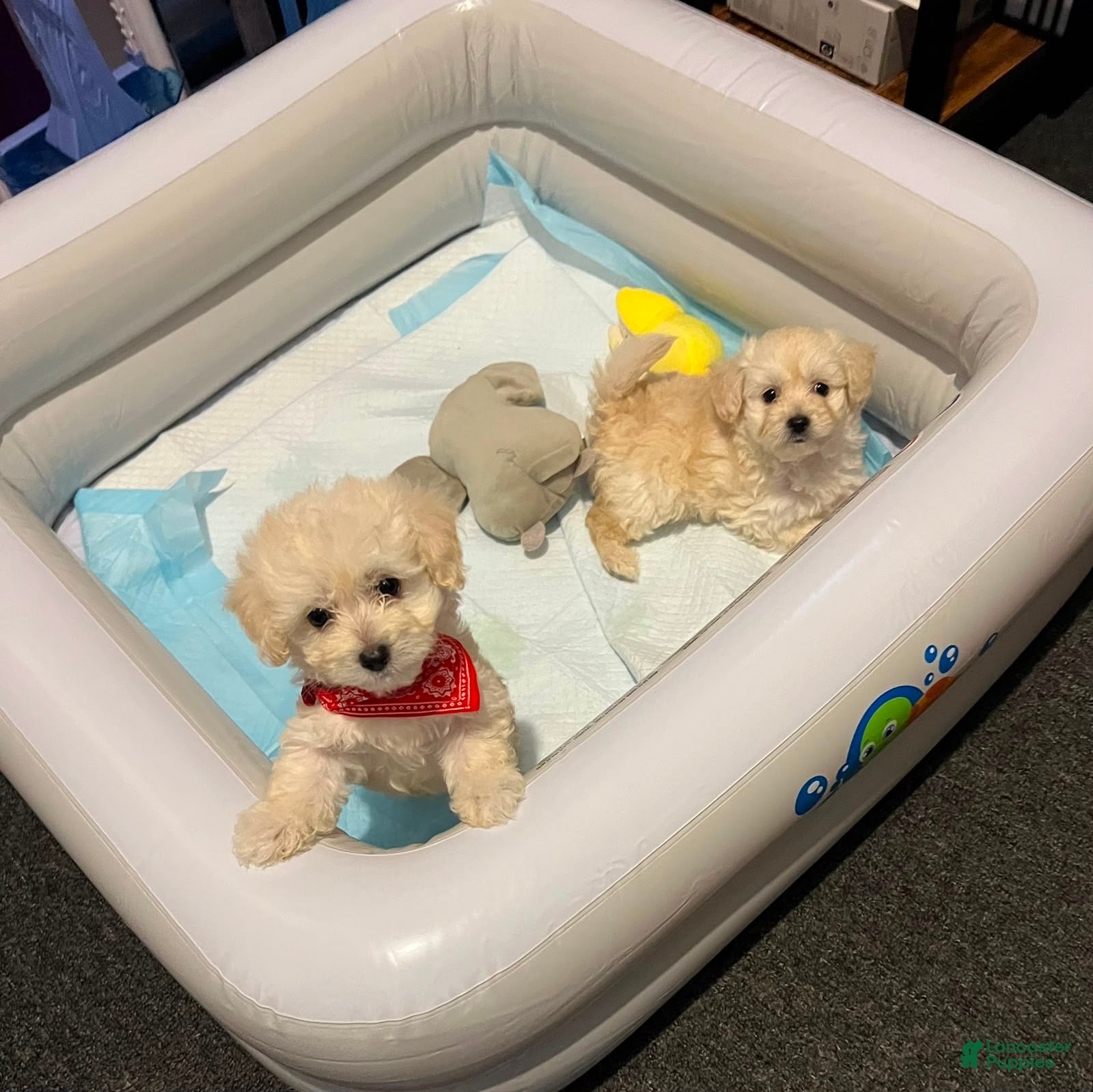 Maltipoo dogs Max  - Ad 1