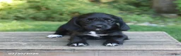 Mixed Breed dogs for sale: Wyatt - Ad 3