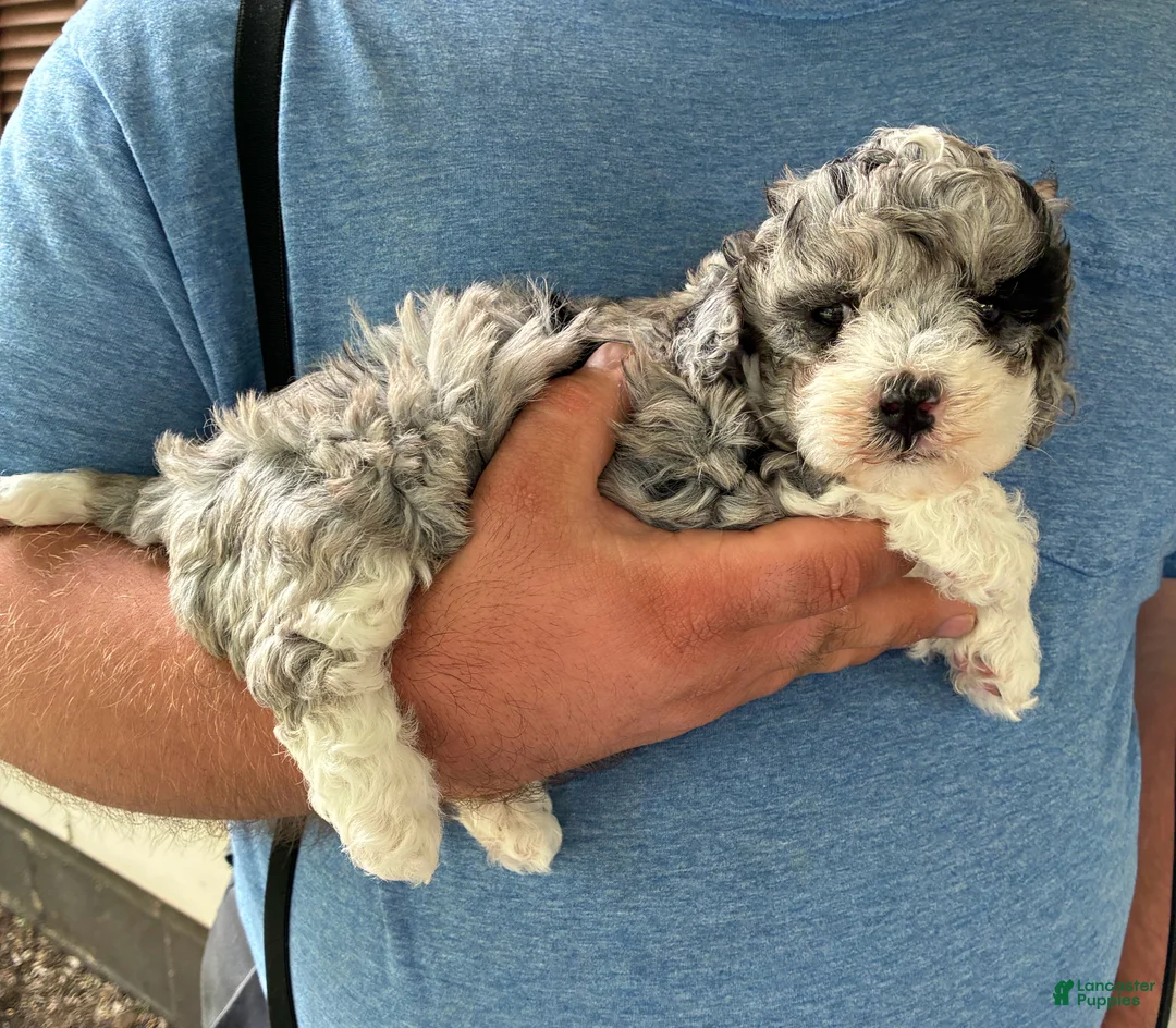 Mini Bernedoodle dogs for sale: Mini Bernedoodle Nicole - Ad 2