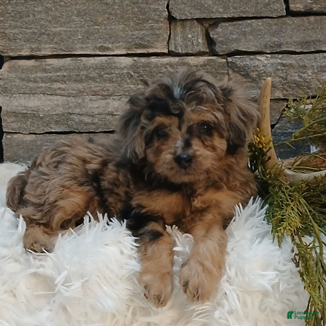 Miniature Poodle dogs for sale: Petals  - Ad 3