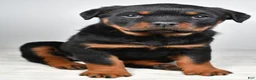 Rottweiler dogs for sale: Peggy - Ad 5