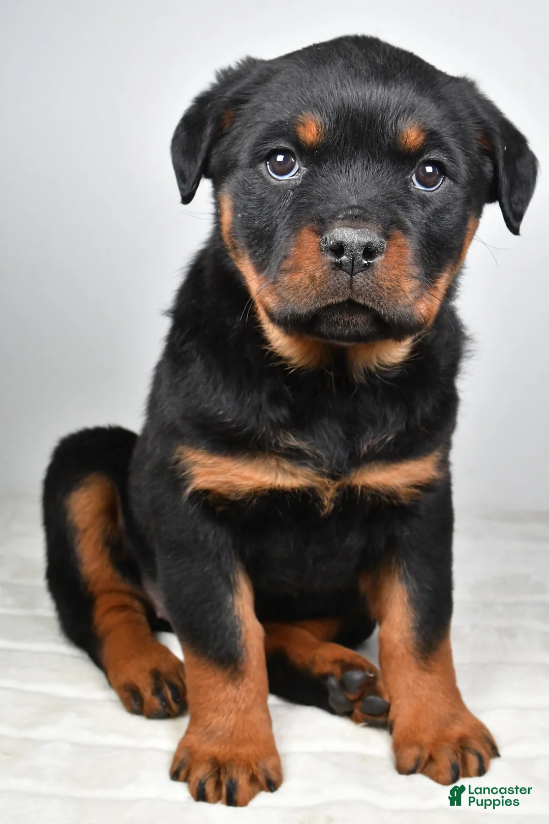 Rottweiler dogs for sale: Peggy - Ad 5