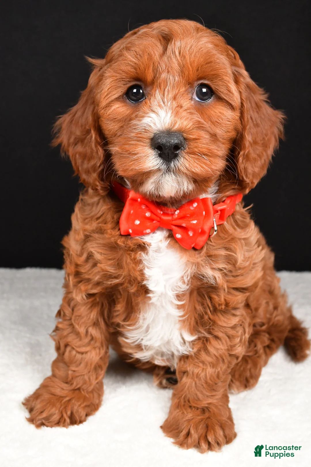 Cavapoo dogs for sale: Buddy - Ad 8