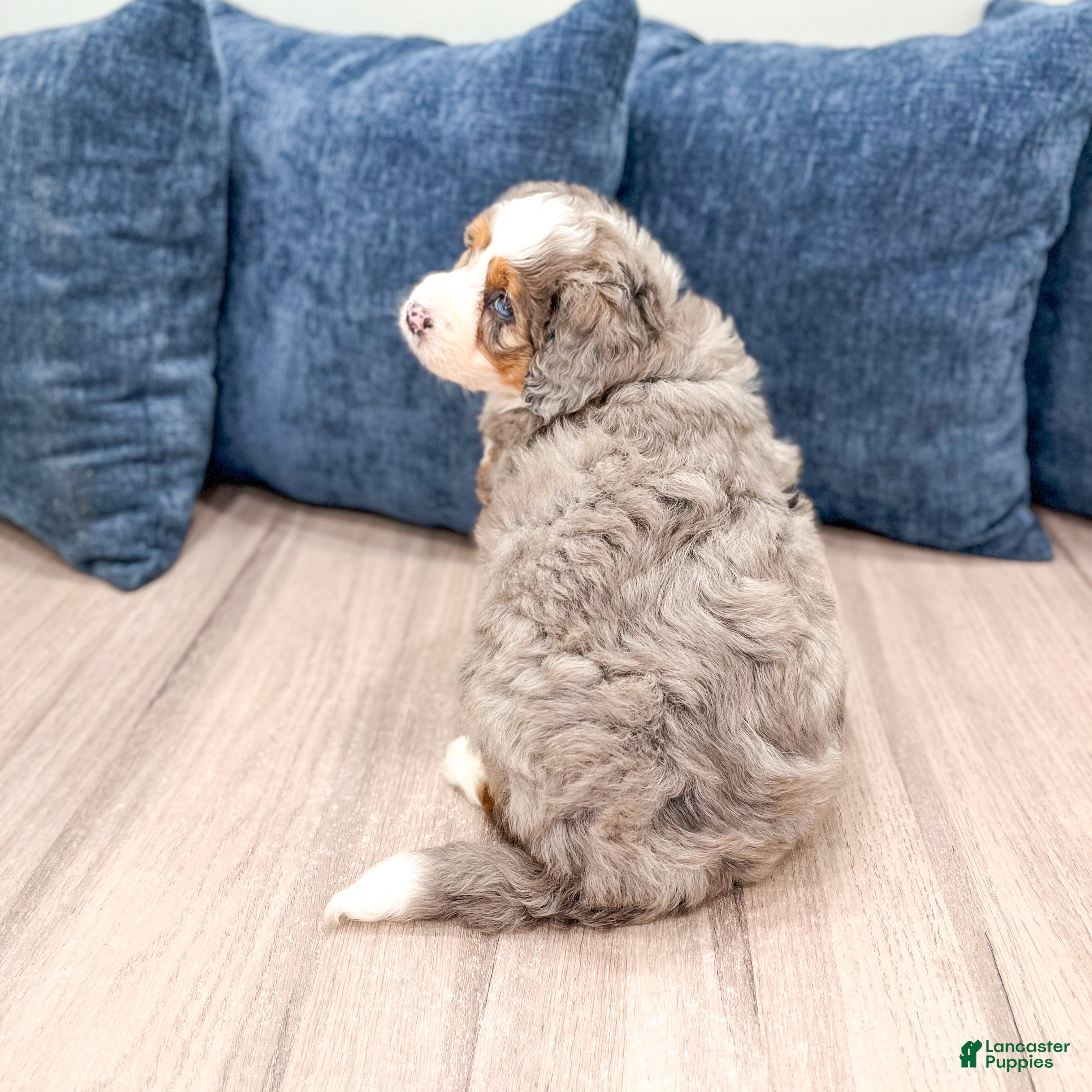 Mini Bernedoodle dogs for sale: Honey - Ad 5