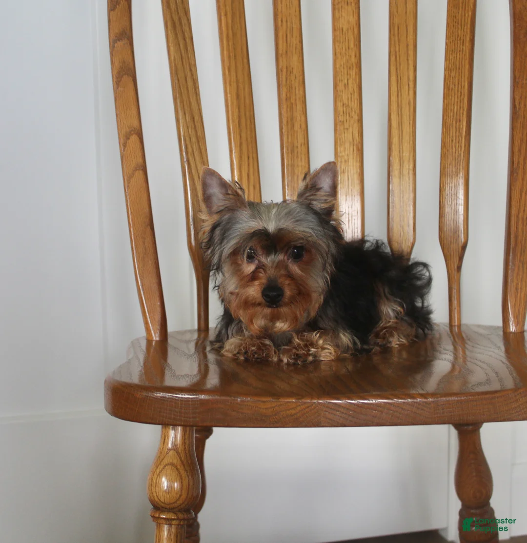 Yorkshire Terrier dogs for sale: Radar - Ad 6
