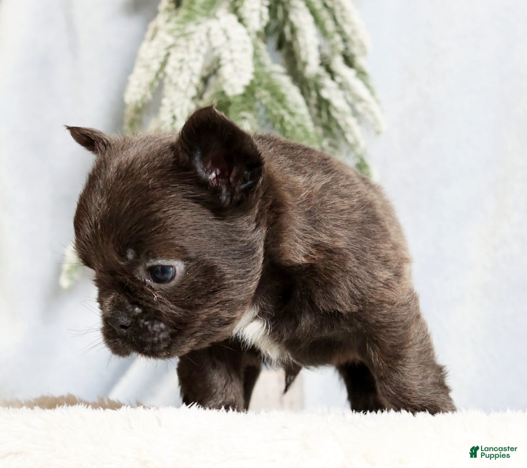 French Bulldog dogs for sale: Hank - Ad 2