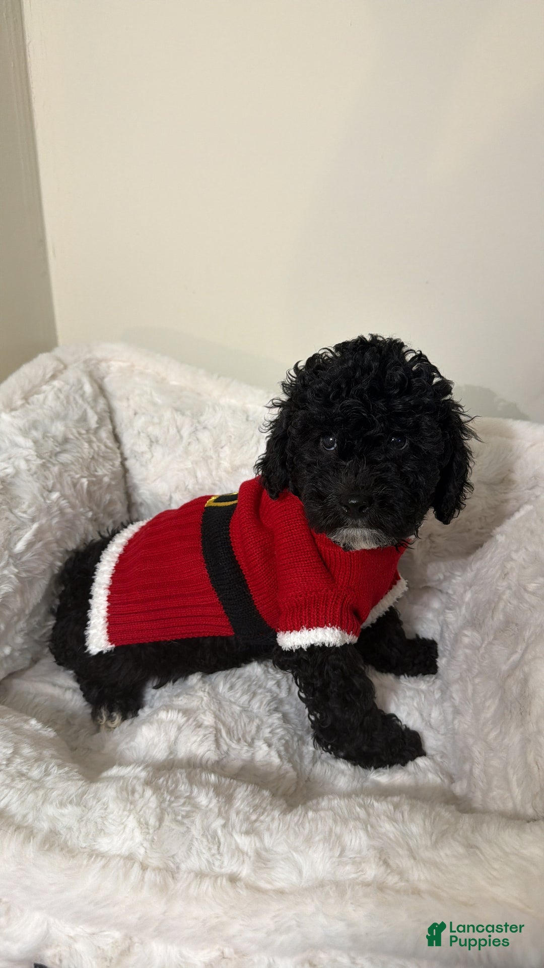 Maltipoo dogs for sale: Rex  - Ad 3