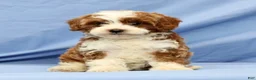Cavapoo dogs for sale: Emerald - Ad 5