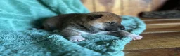 Shiba Inu dogs for sale: Shiba Inu Puppy 7 - Ad 5