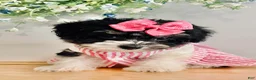 Havanese dogs for sale: Toy sized Star - Ad 1