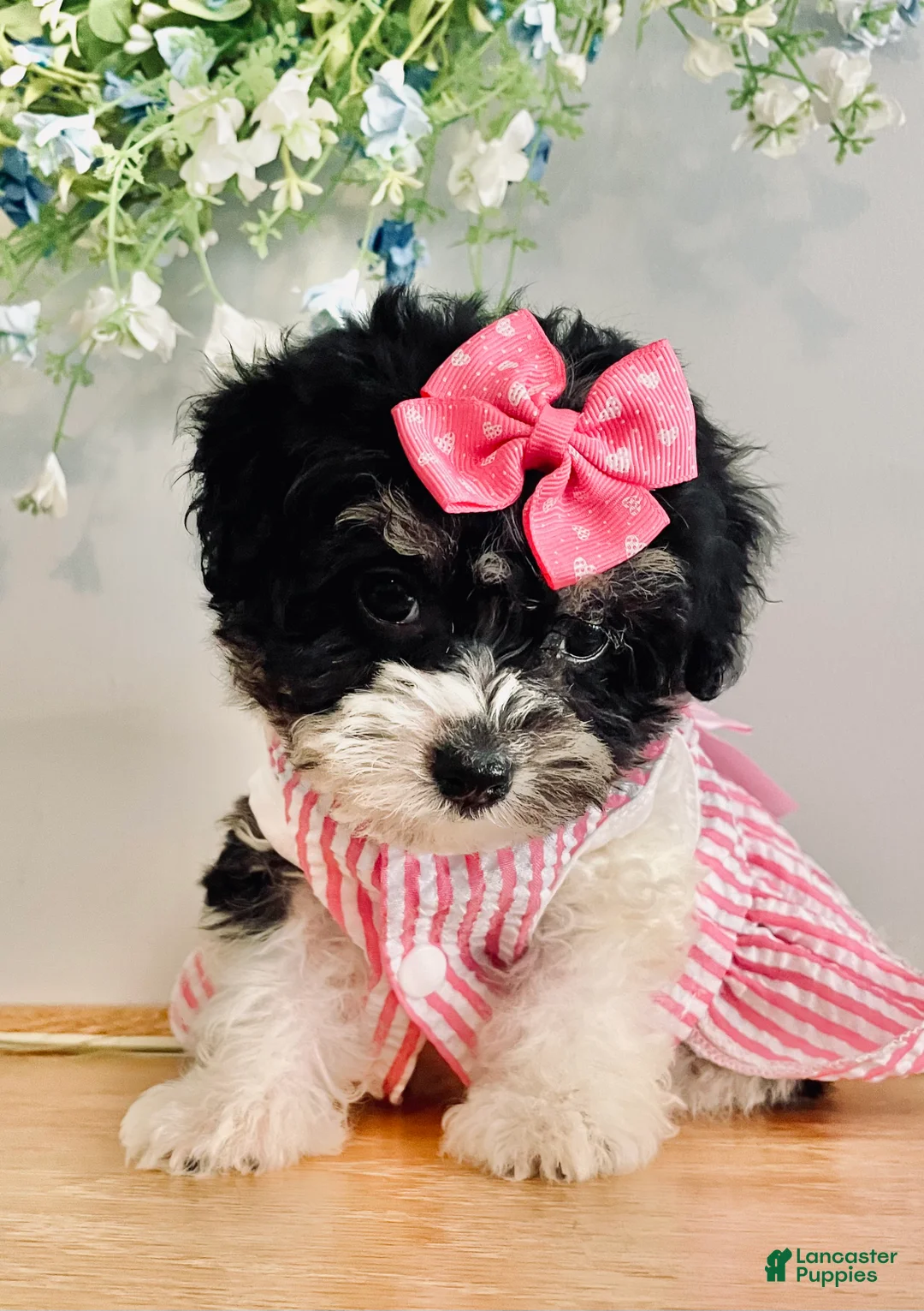 Havanese dogs for sale: Toy sized Star - Ad 1