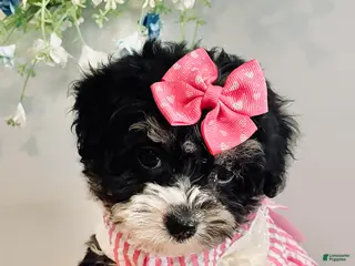 Havanese dogs for sale: Toy sized Star - Ad 4