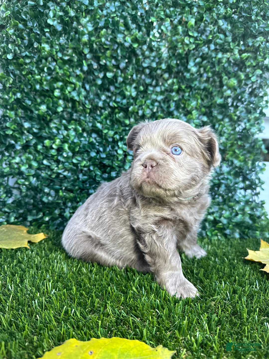 French Bulldog dogs for sale: Ocean - Ad 5