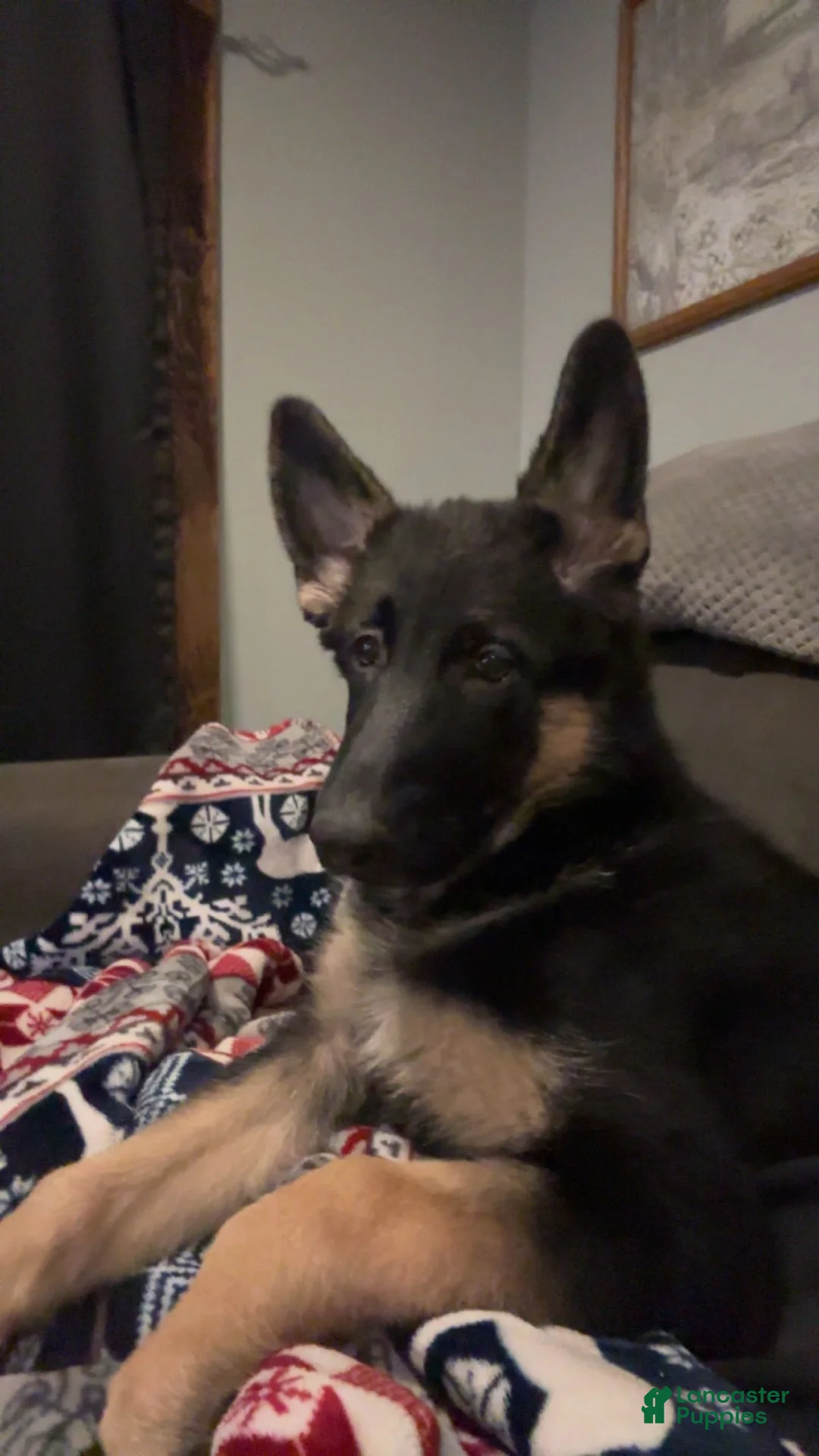 German Shepherd dogs for sale: Kayda - Ad 3