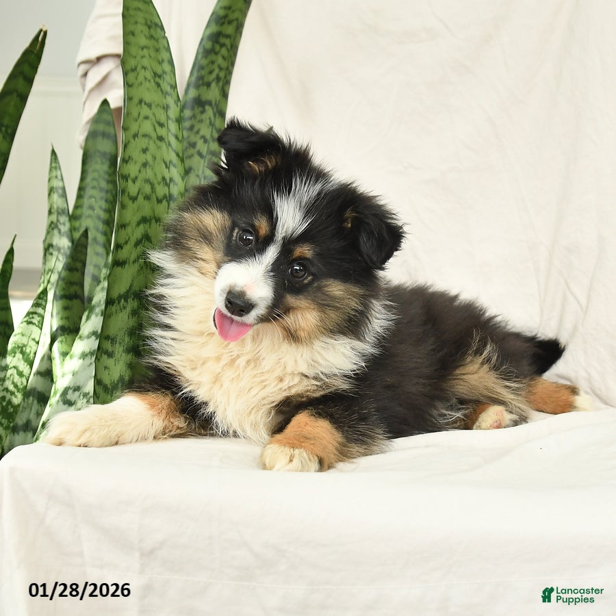 Miniature Australian Shepherd dogs Holly - Ad 15