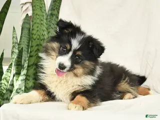 Miniature Australian Shepherd dogs Holly - Ad 24
