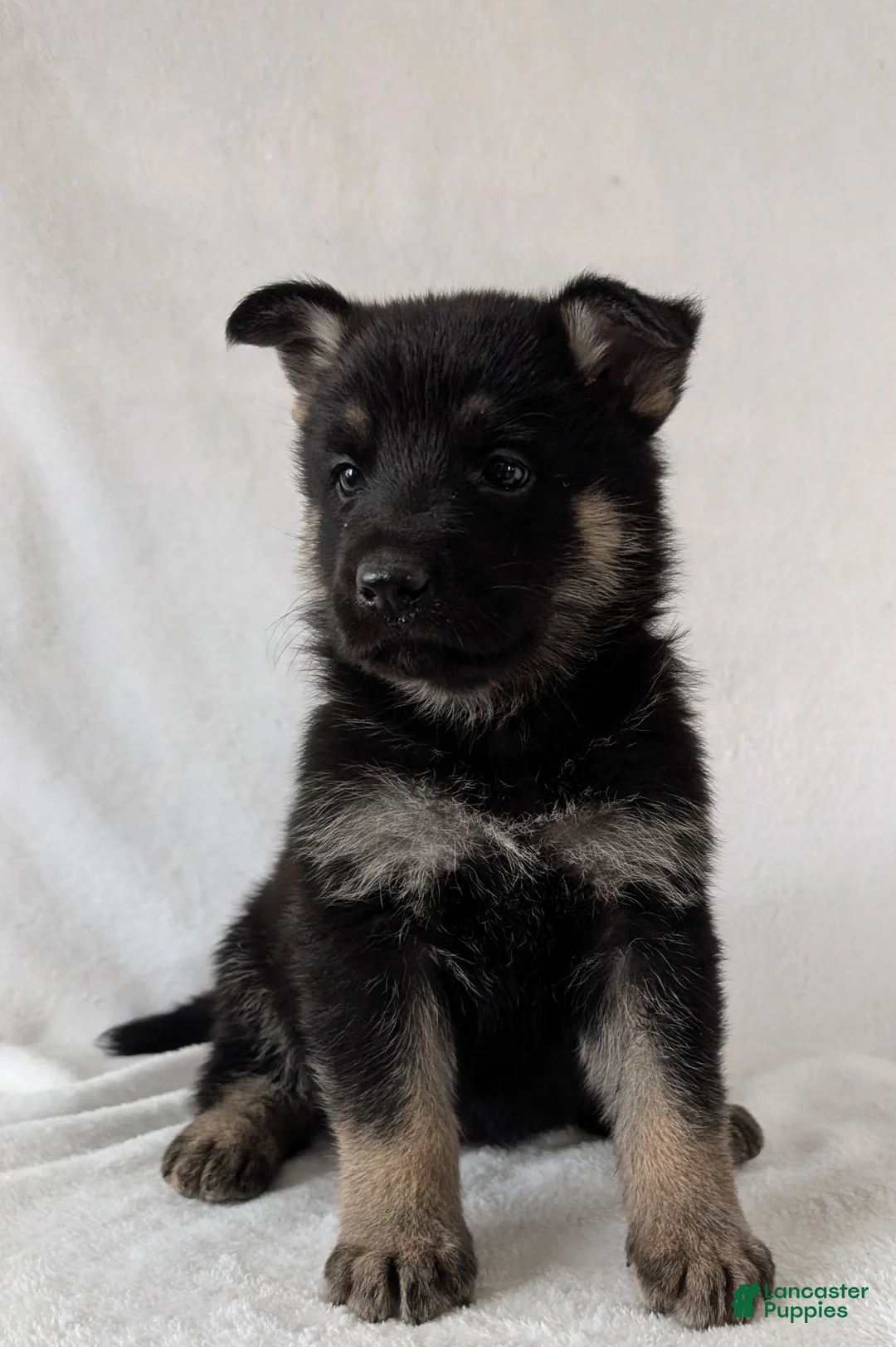 German Shepherd dogs for sale: Raina - Ad 6