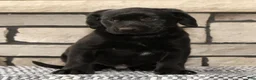 Labrador Retriever dogs for sale: Roger - Ad 5