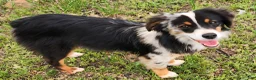 Miniature Australian Shepherd dogs for sale: Ranger - Ad 3