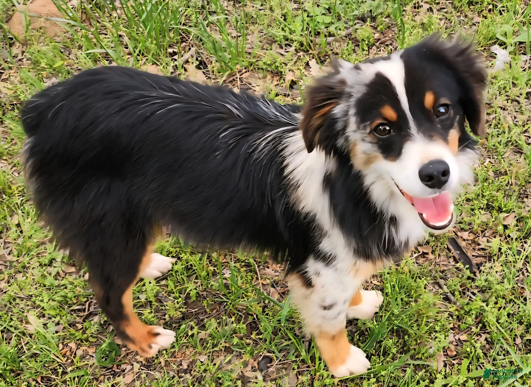 Miniature Australian Shepherd dogs for sale: Ranger - Ad 3