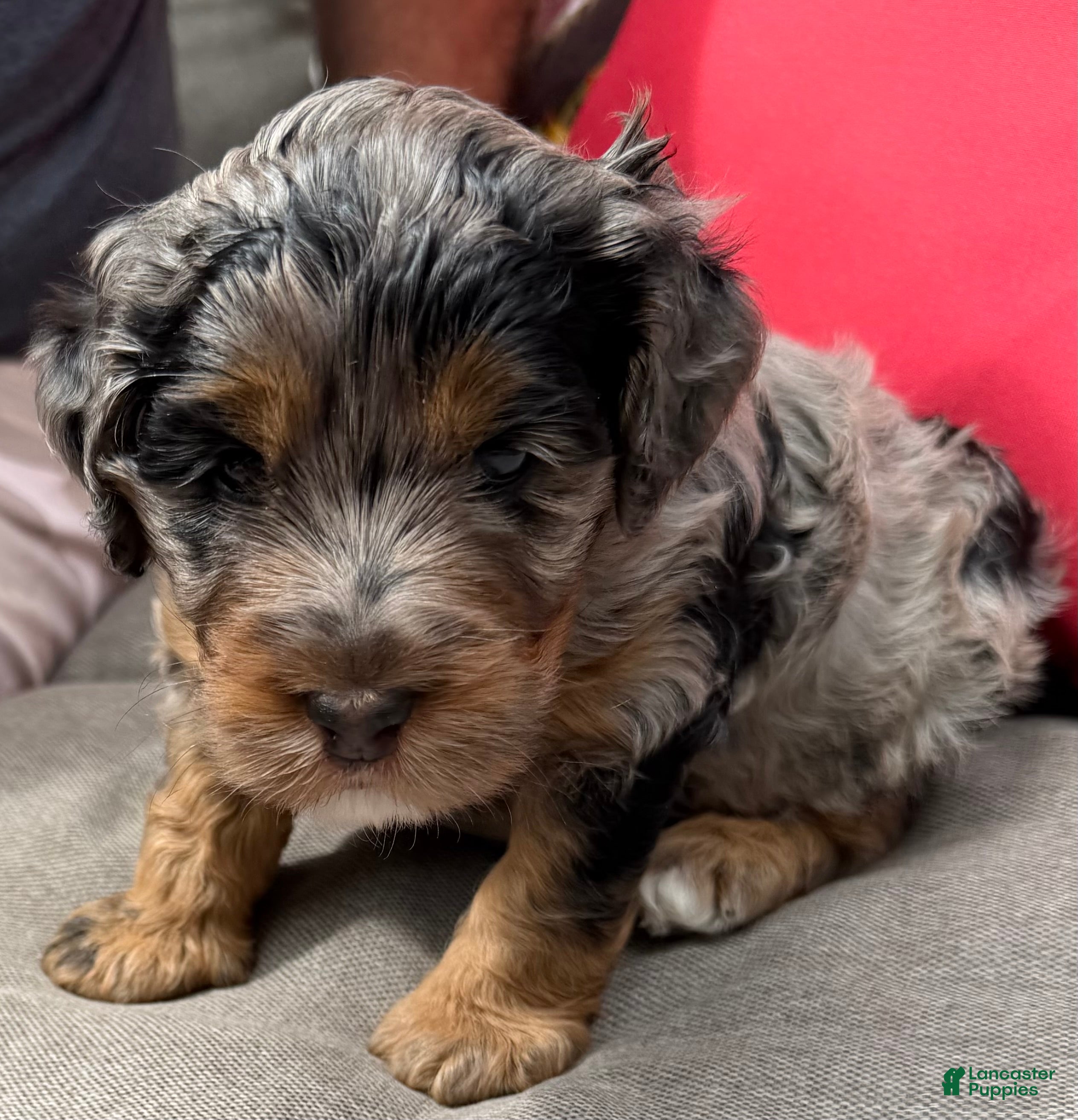 Mixed Breed dogs Henri Léo - Ad 2