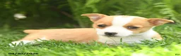 Mixed Breed dogs for sale: Dotty - Ad 3