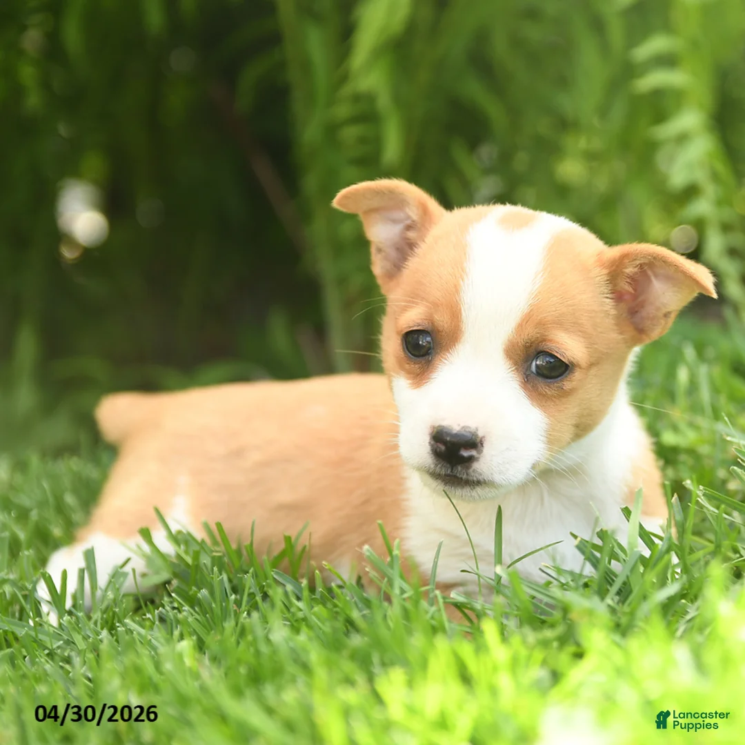 Mixed Breed dogs for sale: Dotty - Ad 3