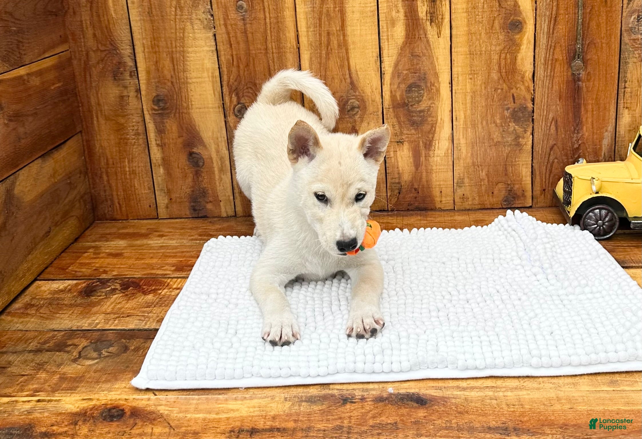 Shiba Inu dogs Shiba Inu Puppy 5 - Ad 1