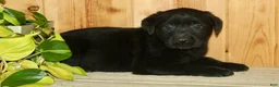 Labrador Retriever dogs for sale: Theo - Ad 6