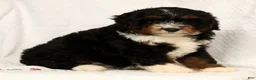 Mini Aussiedoodle dogs for sale: Sandy - Ad 7