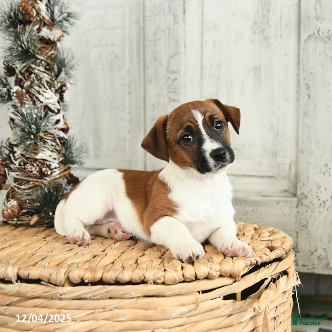 Jack Russell Terrier dogs for sale: Jolly - Ad 3