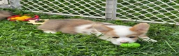 Welsh Corgi Pembroke dogs for sale: Beautiful Bentley  - Ad 10