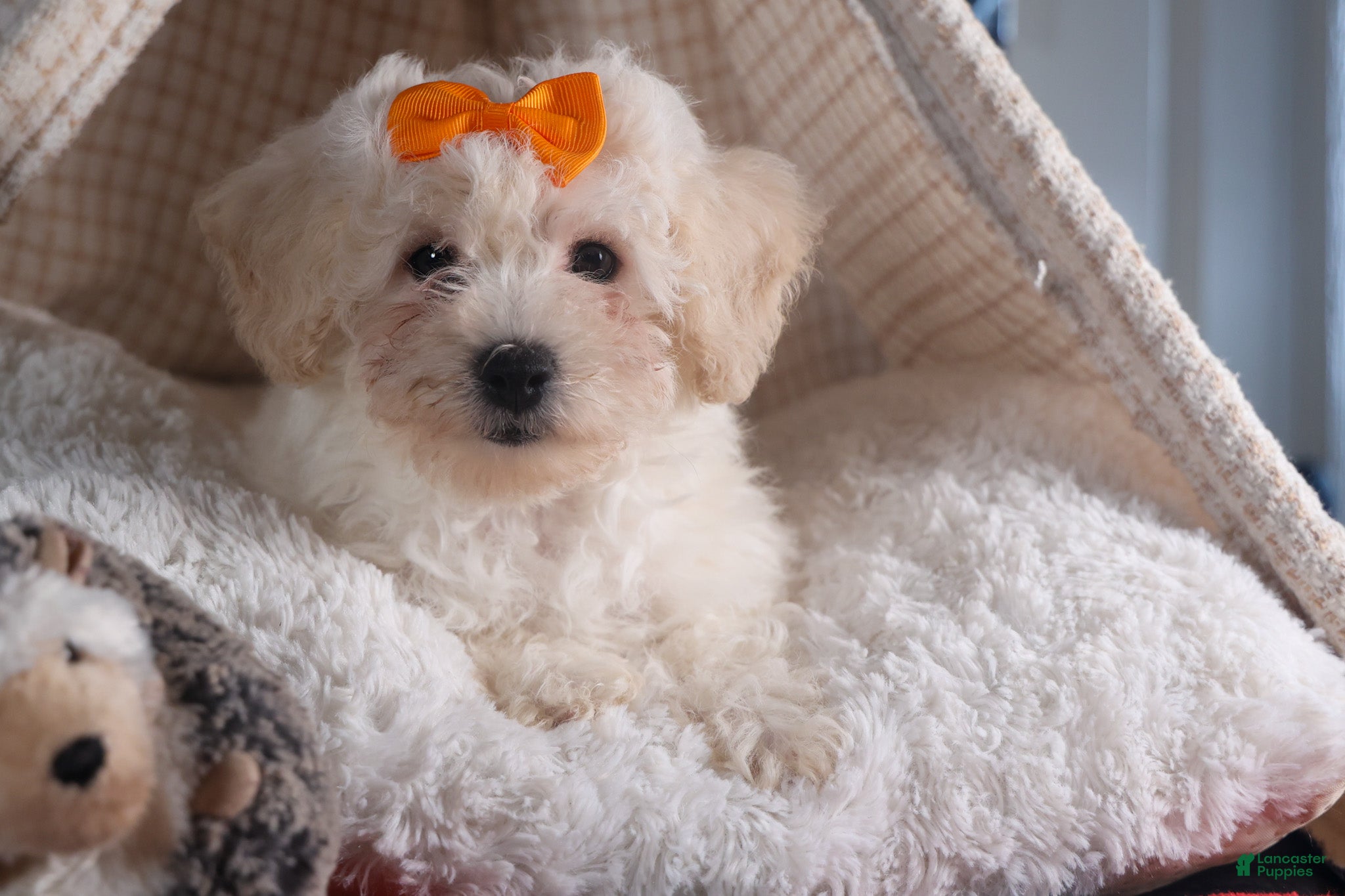 Bichon Frise dogs Darla - Ad 1