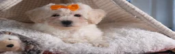 Bichon Frise dogs for sale: Darla - Ad 1