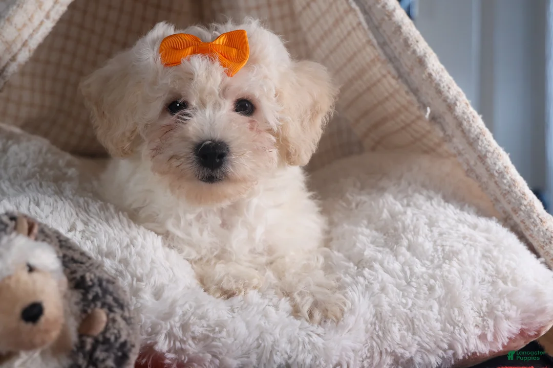 Bichon Frise dogs for sale: Darla - Ad 1