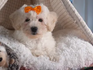 Bichon Frise dogs for sale: Darla - Ad 3