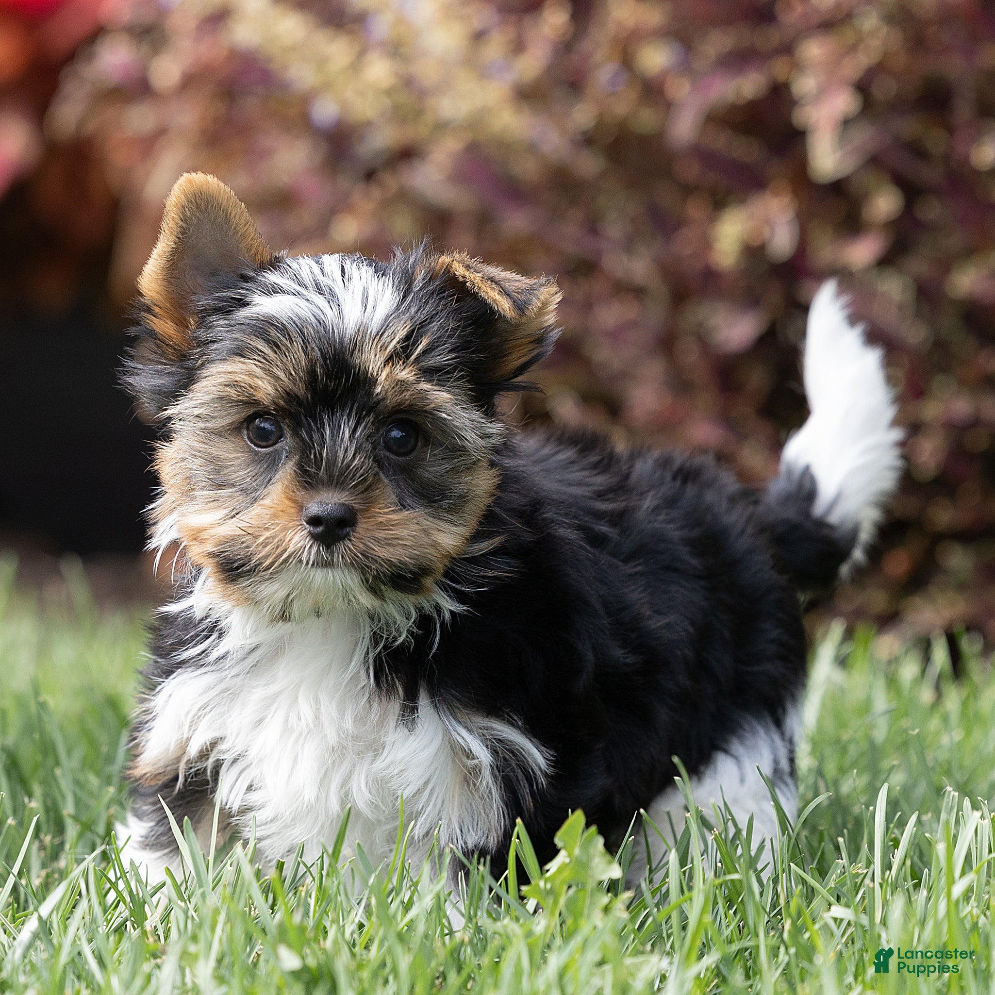 Biewer Terrier dogs Benjie Biewer Terrier  - Ad 2