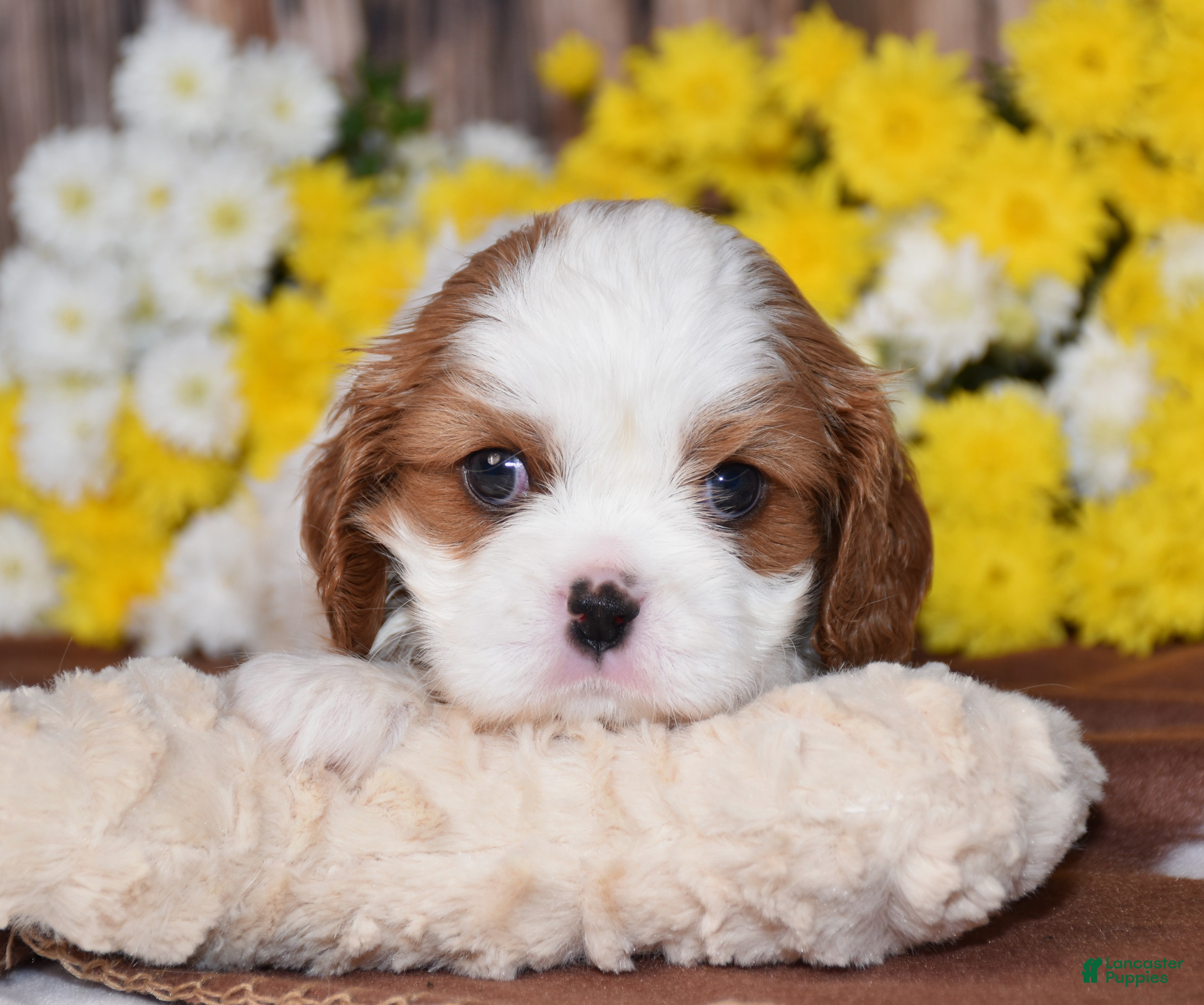 Cavalier King Charles Spaniel dogs Gia - Ad 2