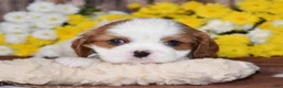 Cavalier King Charles Spaniel dogs for sale: Gia - Ad 2