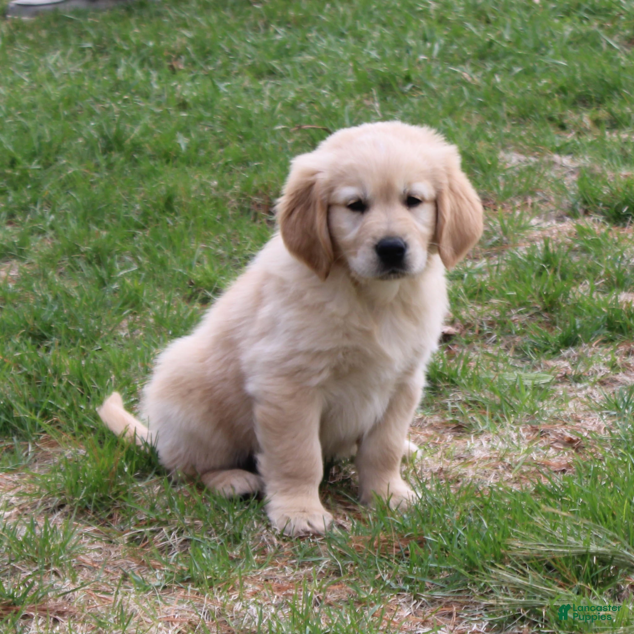 Golden Retriever dogs Bobby the TRAINED Golden Retriever Puppy  - Ad 1