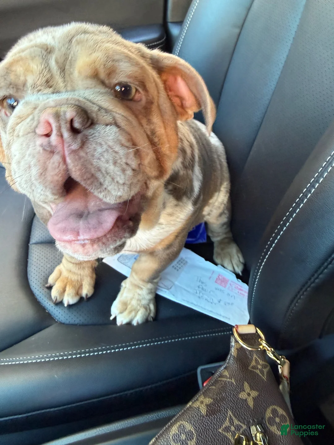 English Bulldog dogs for sale: English Bulldog 1 - Ad 2